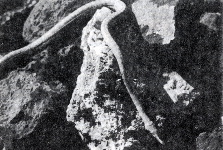Рис. 6.7. Самка Langaha nasuta с листовидным выростом на кончике морды (А. Джолли)
