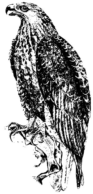 Рис. 7.15. Мадагаскарский орел-крикун (Haliaetus vociferoides) (П. Рандриамананцуа, по А. Грандидье)