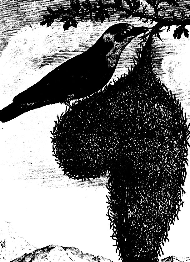 Рис. 7.25. Ткачик неликурви (Ploceus nelicourvi) (Соннера, 1792)