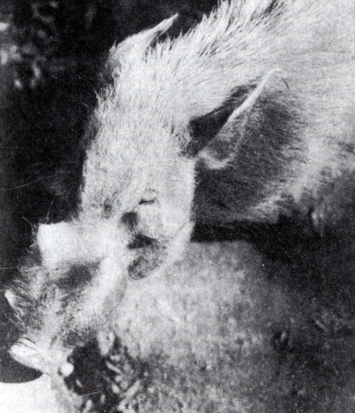 Рис. 8.1. Малая кистеухая свинья (Potamochoerus larvatus), единственное дикое копытное на Мадагаскаре. Она напоминает вид, встречающийся в Африке, и, возможно, была завезена на остров человеком (Э. Джолли)