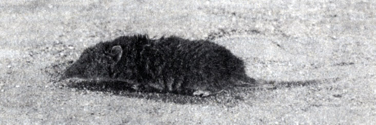 Рис. 9.1. Тенрек Кована (Microgale cowani) - один из самых миниатюрных видов рода Microgale. По образу жизни весьма напоминает землеройку