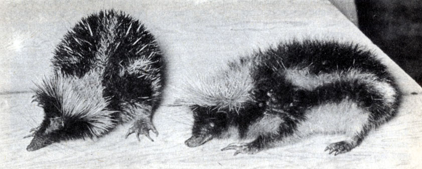 Рис. 9.3. Два вида полосатых тенреков (Hemicentetes). Слева: Hemicentetes semispinosus. Cnpa в a: Hemicentetes nigriceps. Для H. nigriceps, обитающего на плато, характерен мягкий густой подшерсток