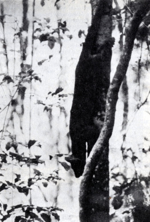 Рис. 10.10. Фосса. (Cryptoprocta ferox). Это похожее на кошку животное семейства виверровых обитает на деревьях или на земле. По стволу она спускается вниз головой, цепляясь задними лапами и хвостом (Р. Альбиньяк)