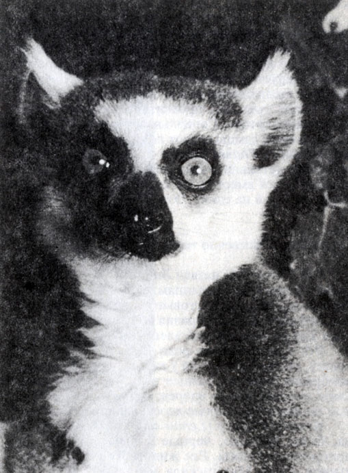 Рис. 11.3. Кошачий лемур (Lemur catta) (P. Альбиньяк)