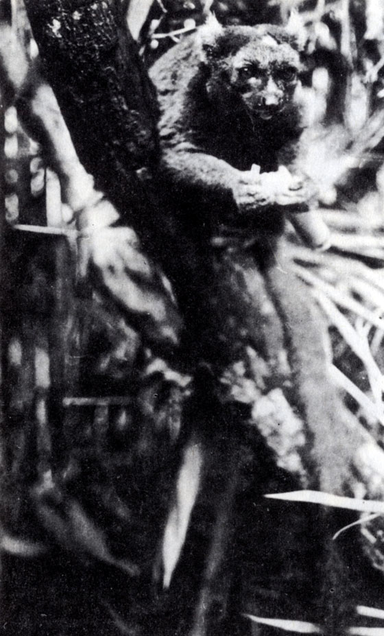 Рис. 11.8. Широконосый лемур (Hapalemur simus), обнаруженный вновь спустя сто лет.(Ж.- Ж. Петтэр)