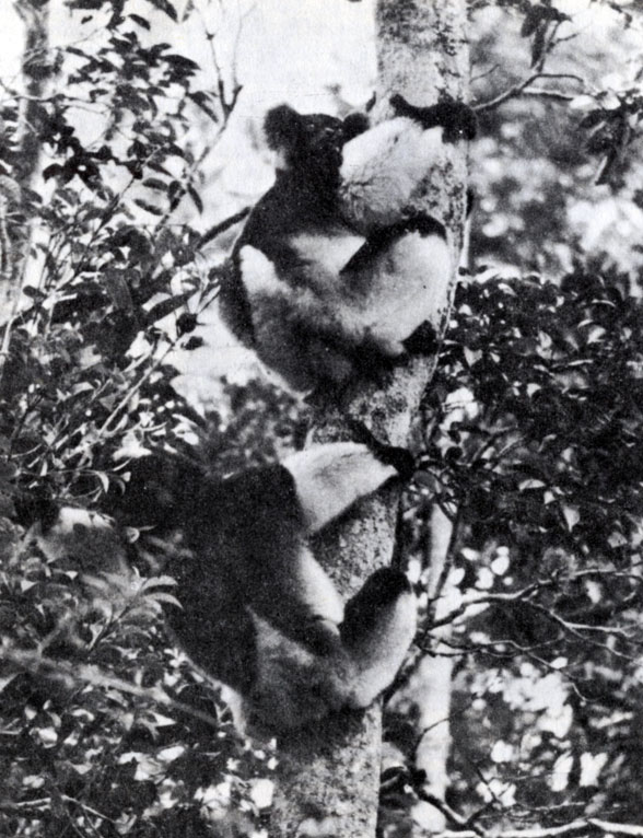 Рис. 11.12. Индри (Indri indri) - моногамные животные, напоминающие малайского сиаманга как образом жизни, так и голосом (Дж. Поллок)