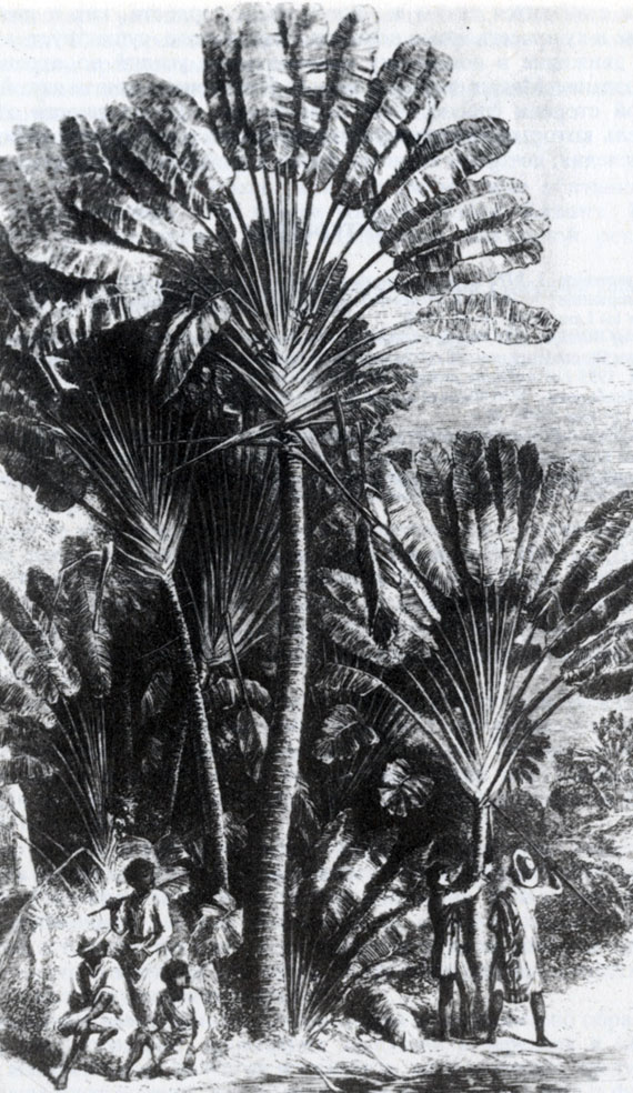 Рис. 14.2. 'Дерево путешественников' (У. Эллис, 1865)