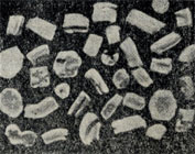 Рис. 342. Обломки червеобразных кристаллов каолинита. Увеличено в 20 раз