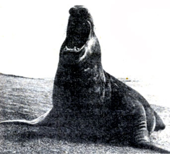 Морской слон - самый крупный представитель отряда ластоногих. Длина самцов достигает 6 метров
