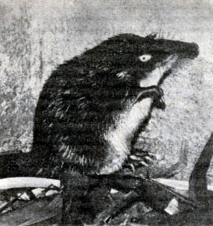 Выхухоль - уникальный реликтовый вид, занесенный в Красную книгу' редких и исчезающих зверей и птиц СССР