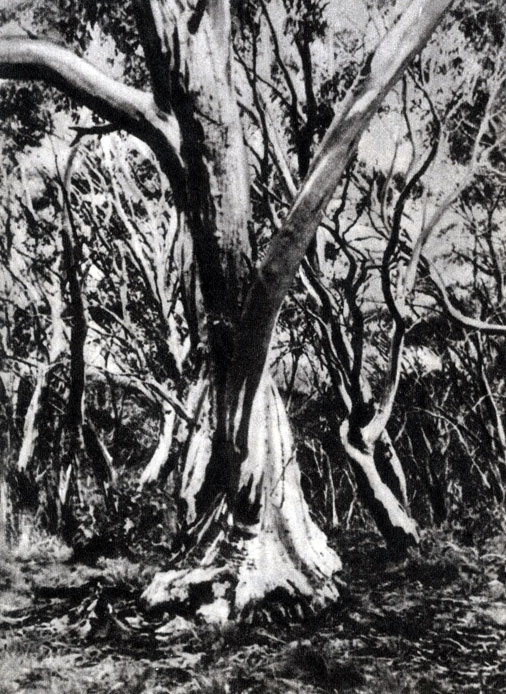  ,           -   (Eucalyptus coriacea)