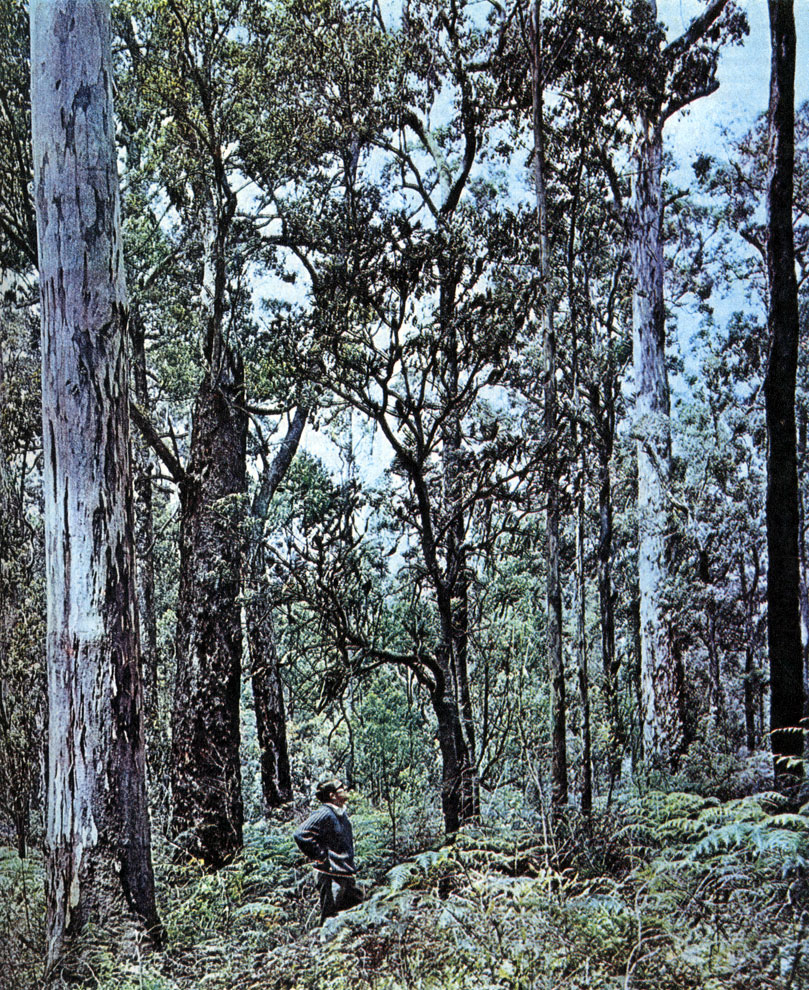   (Eucalyptus diversicolor)   .         