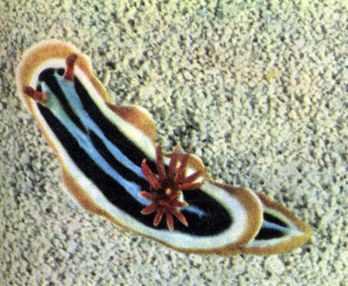  (Chromoduris quadricolor)     ,   