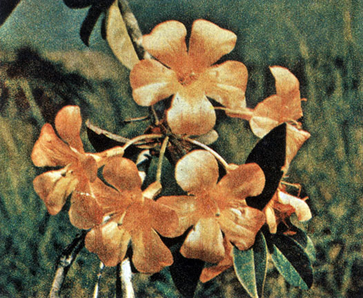      Rhododendron aurigeranum     1000 .         ,    -  ;          