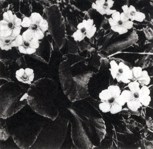  (Ranunculus lyalli),     ,      ,    