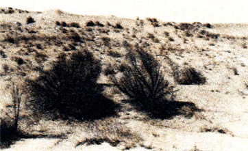 Пески, заросшие растительностью. Ландшафт песков каракум. Район Тамды в пустыне Кызылкум