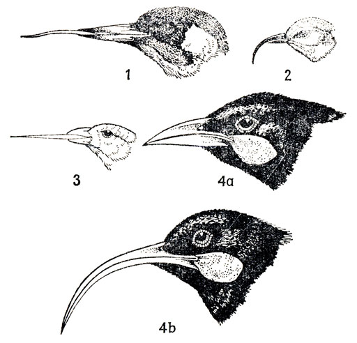        . 1-   ,   ; 2 -  (Heterorhynchus)    ,   ; 3 -   (Camarhynchus)  ,   ; 4 - - ( Heterolochia)   ; 4b --   