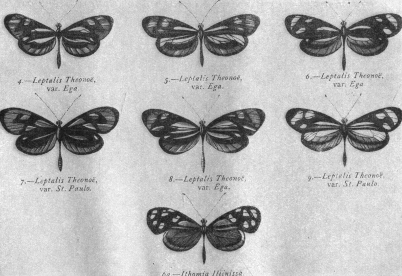  Leptalis Iheonoe,  Iihomia Illinissa
