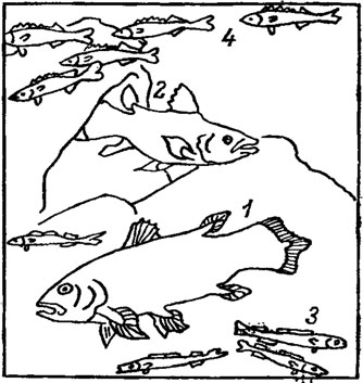 Рис. 34. Латимерия (1, 2), полуглубоководные рыбы алет (3) и рувета (4)