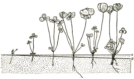 . 19.  (  )     (Trifolium pratense) ( . ):  -  ;  -  