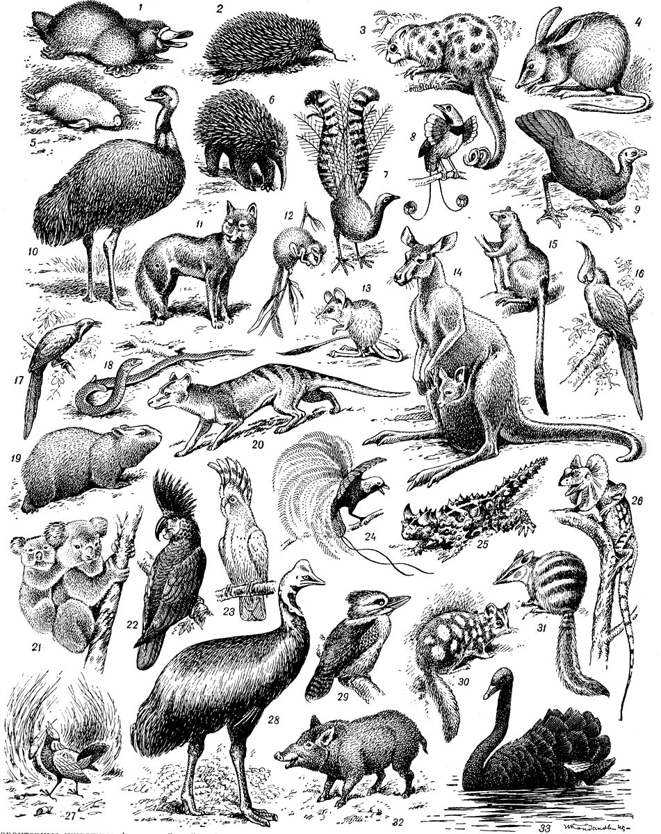 Характерные животные Австралийской области. 1 - утконос, 2 - ехидна, 3 - сумчатый кускус, 4 - сумчатый барсук, 5 - сумчатый крот, 6 - проехидна, 7 - лирохвост, 8 - райская птица гоби, 9 - большеногая (сорная) курица, 10 - эму, 11 - эму, 12 - сумчатая белка, 13 - сумчатый прыгун, 14 - большой прыгун, 15 - древесный кенгуру, 16 - попугай корелла, 17 - медосос, 18 - чешуеног, 19 - вомбат, 20 - сумчатый волк, 21 - коала, 22 - чёрный какаду, 23 - какаду инка, 24 - безногая райская птица, 25 - молох, 26 - плащеносная ящерица, 27 - беседковая птица, 28 - казуар, 29 - гигантский зимородок, 30 - сумчатая куница, 31 - сумчатый мурашеед, 32 - папуасская свинья, 33 - чёрный лебедь.