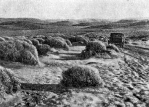 Патагония. Жёстколиственные шаровидные кустарники на перевеваемых песках. Вдали - плоское плато.