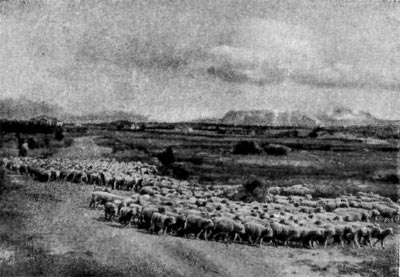 Стада овец в Пампе.