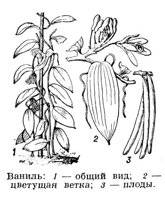 Ваниль. 1 - общий вид, 2 - цветущая ветка, 3 - плоды.
