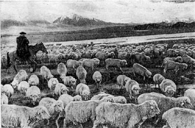 Отара овец совхоза Кочкорка. Киргизская ССР.