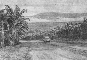 Банановые плантации в районе г. Виктория.