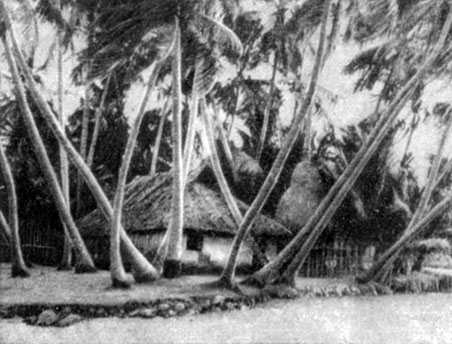 Хижина в селении среди кокосовых пальм близ города Аллеппи в штате Керала