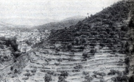 Насаждения оливок и миндаля на террасированных склонах Андалусских гор к северу от г. Аликанте