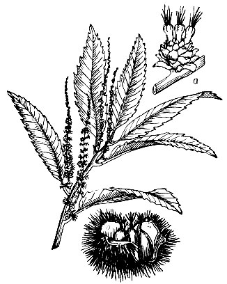 Каштан: ветка с цветками; а - три женских цветка с плюской; б - плоды в раскрывшейся плюске