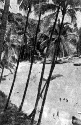 Пальмовая роща на побережье острова Пенанг
