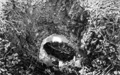 Один из небольших Сихотэ-Алинских железных метеоритов на дне раскопанной воронки диаметром в 1 м